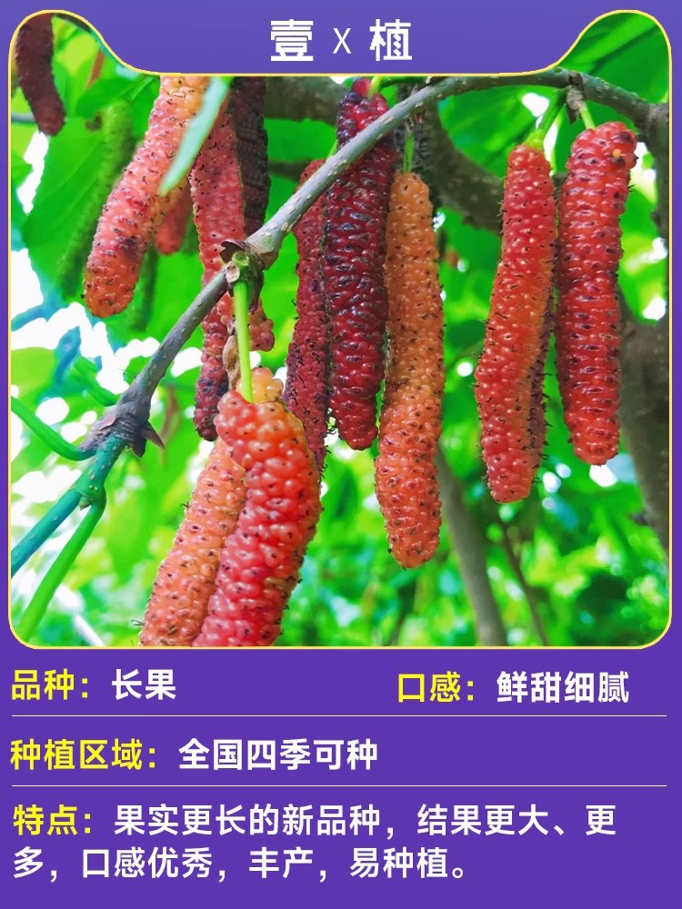 [신선하고 달콤하고 맛있습니다] 고운 장과뽕나무 묘목/높이 30-40cm (사망 후 보충)