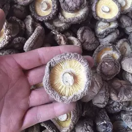 香菇;黑木耳;蘑菇