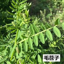 果园绿肥种子光叶紫花苕种籽长柔毛野豌豆毛苕子种子养蜂蜜源植物