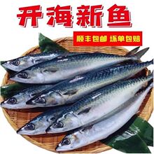 鲐鲅鱼青条鱼新鲜活台鱼马鲛鱼整条冷冻青花鱼一整箱