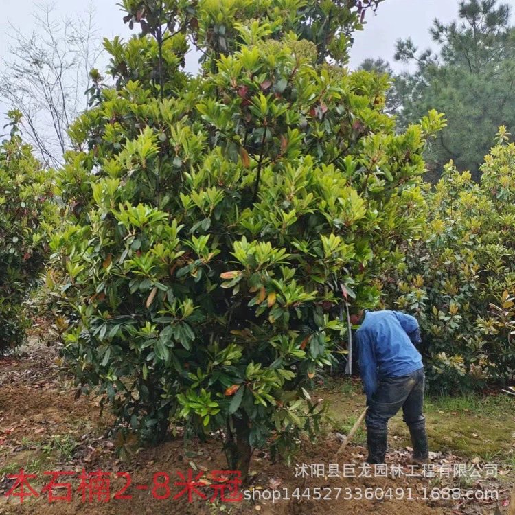 Эта шаровая метла 2-3-4- 5m вечнозеленая корона круглый год Эта метла Эта метла Китайская шаровая метла