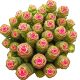 Money String Potted Succulent Plant Prosperous Multi-Headed Money String Indoor Desktop Green Plant Fine Succulent Large Old Pile