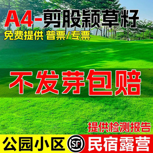 A4 Bent Lawn Greenery Courtyard Villa Cold-Resistant Evergreen Dwarf No-Maintenance Grass Seeds