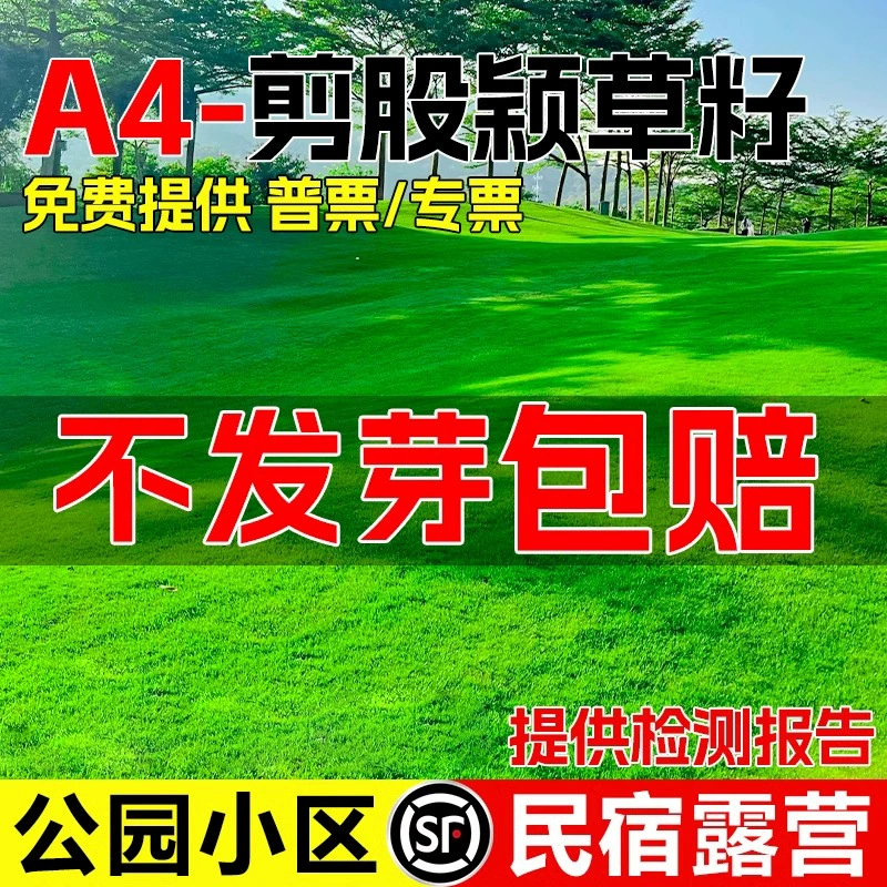 Семена газонной травы A4 для зеленения газона на вилле во дворе, морозостойкие, вечнозеленые, низкорослые, семена травы без обрезки.