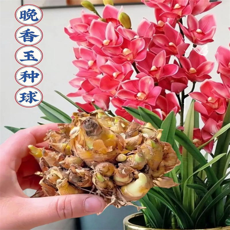 晚香玉种球重瓣大花球根带多芽多年生浓香型切花庭院阳台花卉盆栽