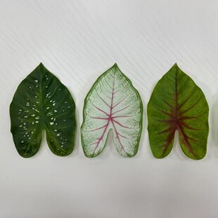 ����Gֲ�~Ƭ�����~3D��ӡ�~������b�