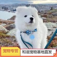 纯种萨摩耶幼犬熊版微笑天使萨摩耶雪橇犬白色家养活体宠物狗狗
