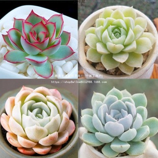 ֲtʯ܈@ˇԾGֲ҃ȶƴPһԴ