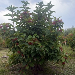 Wholesale Tianmu Qionghua Da Dun Chicken Tree Viburnum Seedlings, Shrub Viburnum Tianmu Qionghua Saplings with Complete Specifications