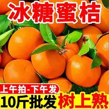 【爆甜】果冻小蜜橘雪杉蜜橘子新鲜鲜甜无核薄皮冰糖桔子当季水果