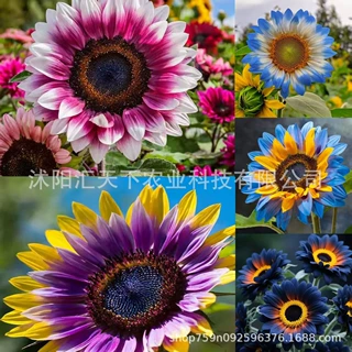 【跨境供货】彩色向日葵种子sunflower户外观赏混色向日葵花 种子
