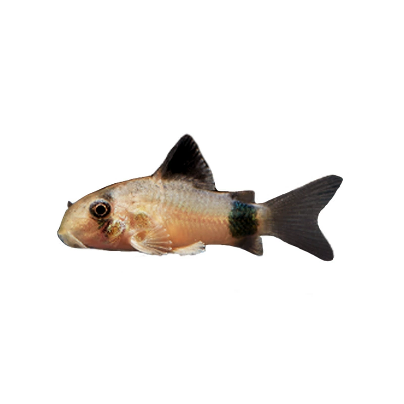 Ассорти кориходорасов для аквариума (альголоеды), разные окрасы и размеры, наборы очистителей