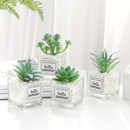 Small sword bergamot bonsai succulent plant potted ornaments glass basin succulent online store shooting props batch