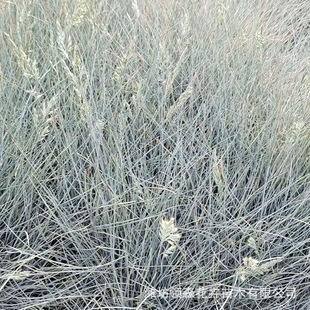 Perennial Plant Blue Fescue Pot Seedlings Wholesale Courtyard Cold-Resistant Florals Blue Ice Wheat Multi-Bud Winter Greening Project Florals