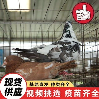和平鸽哪里有卖的 纯种美国落地王种鸽 大体型元宝鸽肉鸽价格多少