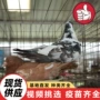 美国纯种体型多少元宝鸽