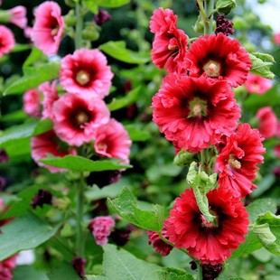 Newly Launched Hollyhock Seeds. Hollyhock Seeds Are Supplied in Large Quantities. Large Quantities and Excellent Prices
