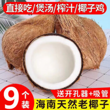 海南椰子老椰子椰青孕妇水果毛椰子煲汤榨汁当季新鲜椰子批发