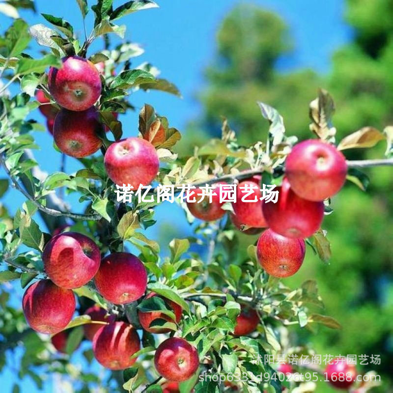 嫁接金世纪苹果树苗脆甜多汁早熟嘎啦苹果苗南方北方种植地栽盆栽
