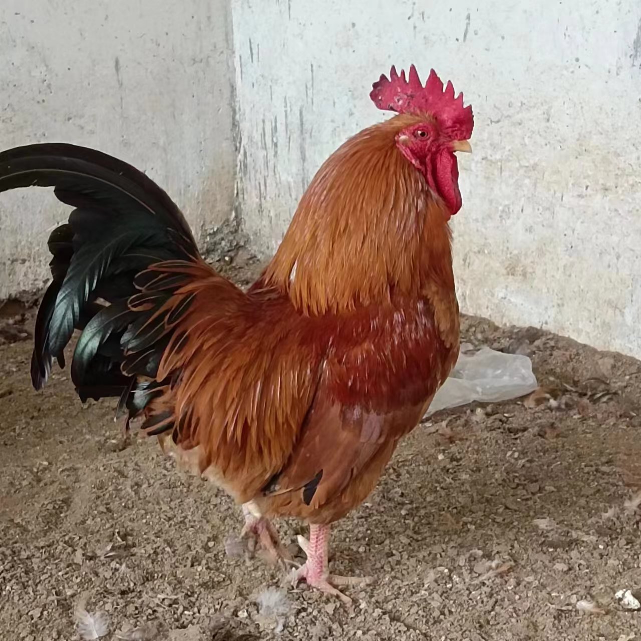 82d299184e83e9c3612df7c24b9bf8