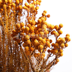 【永生サンゴ果】小銀果サッカー果煙枝天然植物乾花生け花花芸花材卸売り