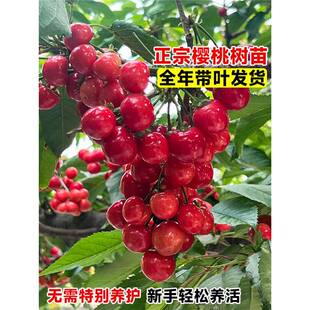 ���Ҙ��簫��܇���Ә������Ҙ�ͥԺ���F�ϱ����Nֲ�����������