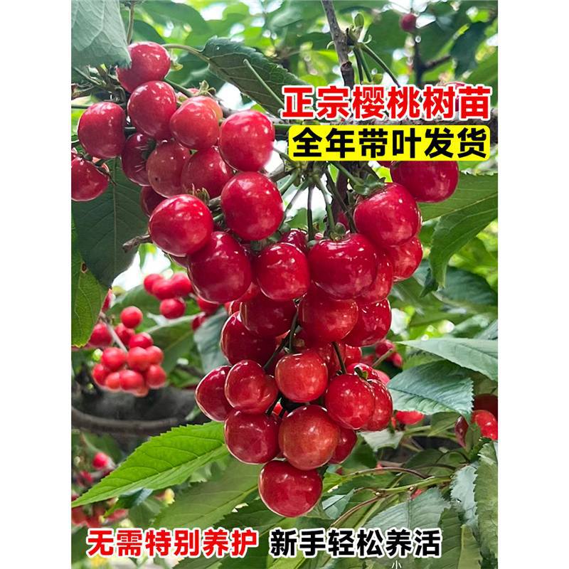樱桃树苗矮化车厘子树苗大樱桃树庭院名贵南北方种植果树果苗盆栽