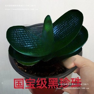 Cyclamen Leaf Seedlings, Fine Hemp-Faced Pearl King, Wide Leaves, Short Leaves, Round-Headed Monks, Precious and Classy