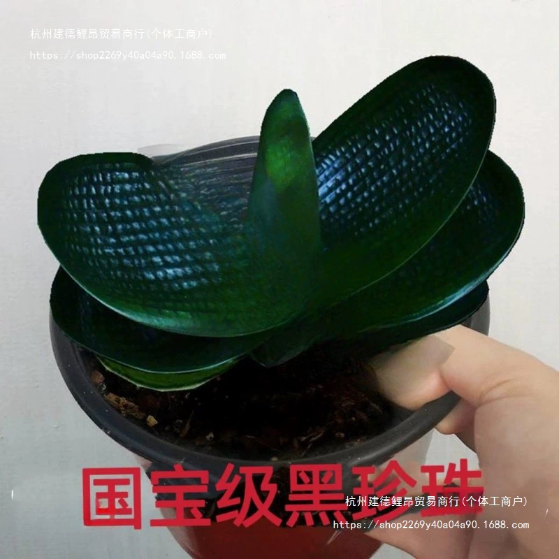 Рассада листьев цикламена, тонкий конопляный жемчужный король, широкие листья, короткие листья, круглоголовые монахи, ценные и стильные.