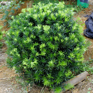 Dropshipping Courtyard Plant House Greening Tree Round Leaf Pearl Podocarpus Ball Bonsai Sapling Potted Plant Without Pot