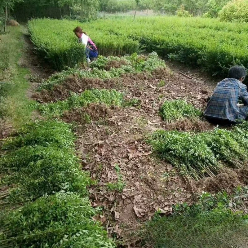 Оптовая небольшой Привет лист небольшие листовые Привет саженцы мелкие листовые Привет инженерных саженцев четыре сезона вечнозеленый Забор Цвет Блок