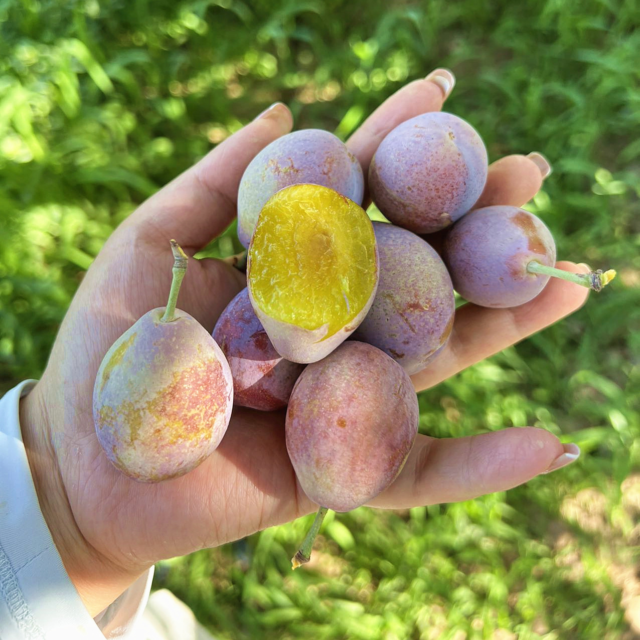 62921b87946c34a01de1c0136faf59