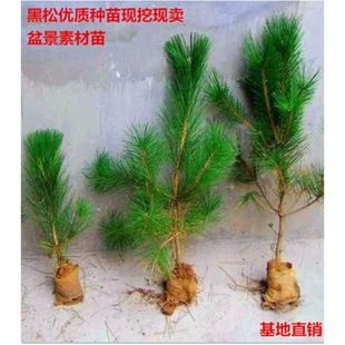 �G����ľ�ձ�����С��ͥԺ��������ɘ����ļ������辰ֲ���ɘ���