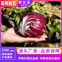 供应花卉种子旱红紫甘蓝紫洋白菜蓝翔园艺品牌花种子厂家直销种子