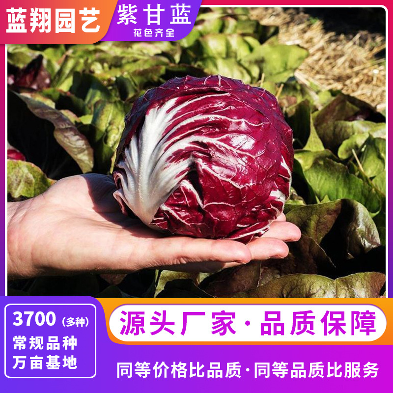 供应花卉种子旱红紫甘蓝紫洋白菜蓝翔园艺品牌花种子厂家直销种子