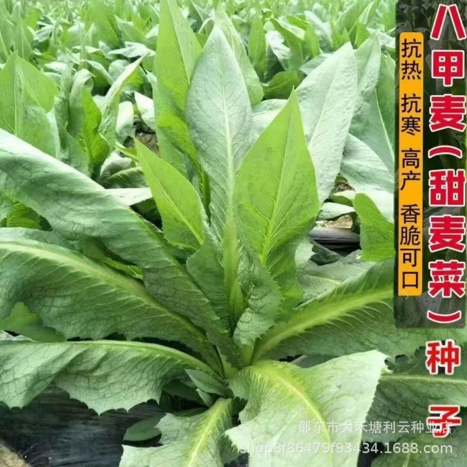 正宗阳春八甲唛菜种籽苦麦菜种甜麦菜种子四季青菜籽种苦麻菜种孑