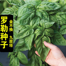 大叶罗勒种子盆栽可食用蔬菜香草种菜籽种大全甜罗勒薄荷四季种孑