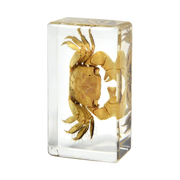 7.3CM medium crab