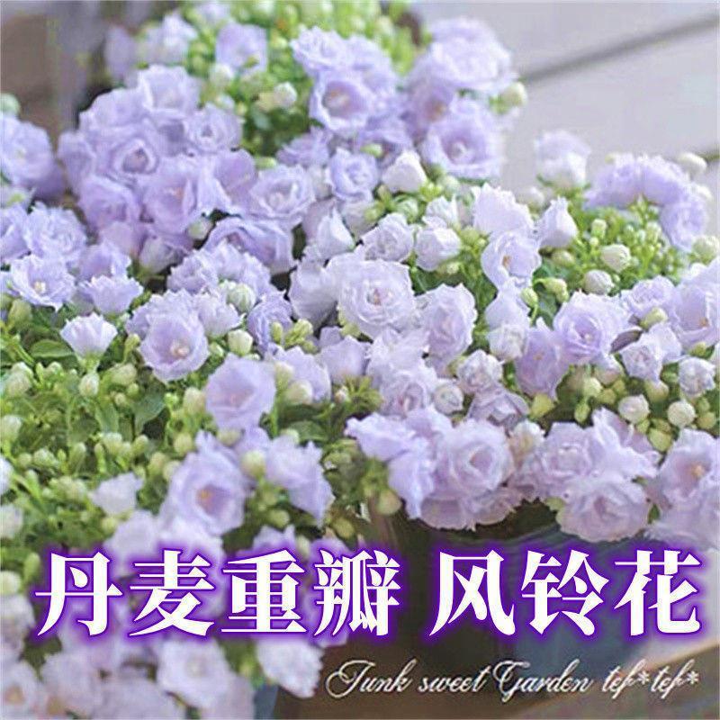 风铃草花种室内外庭院铃兰花盆栽花种子花种籽子四季开花易活花籽