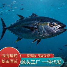 黃鰭金槍魚批發冷凍海鮮水產大目金槍魚日料壽司食材刺身低溫藍鰭