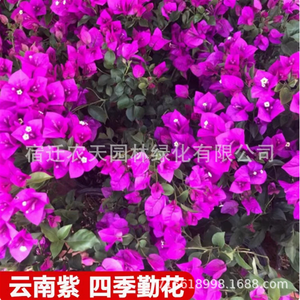 Калифорния Золотая Бугенвиллия Балкон Сад в горшке Вьющиеся цветы Четыре сезона Цветковые растения Верхние Цветочные саженцы Бугенвиллия