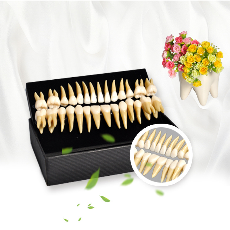 牙科28颗恒牙模型 双色带牙根仿真离体牙模型|ms