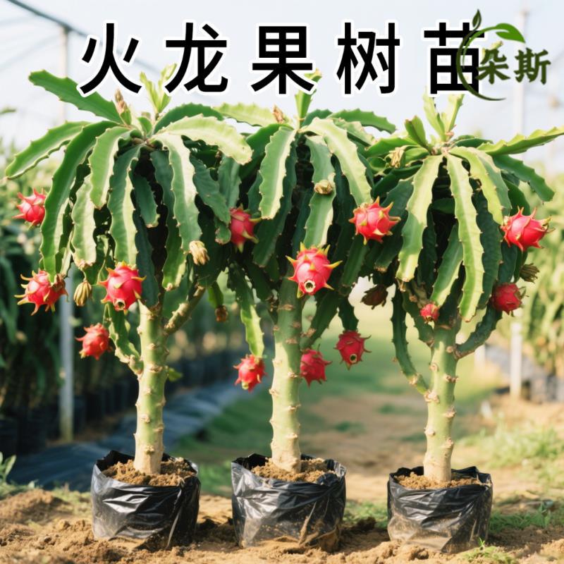 火龙果树果苗南方北方种植特大红肉红心火龙果苗盆栽地栽当年结果