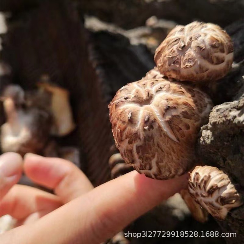 四川万源椴木青冈香菇干货花菇剪脚肉厚干蘑菇新货干花菇500g农家