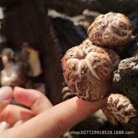 四川万源椴木青冈香菇干货花菇剪脚肉厚干蘑菇新货干花菇500g农家