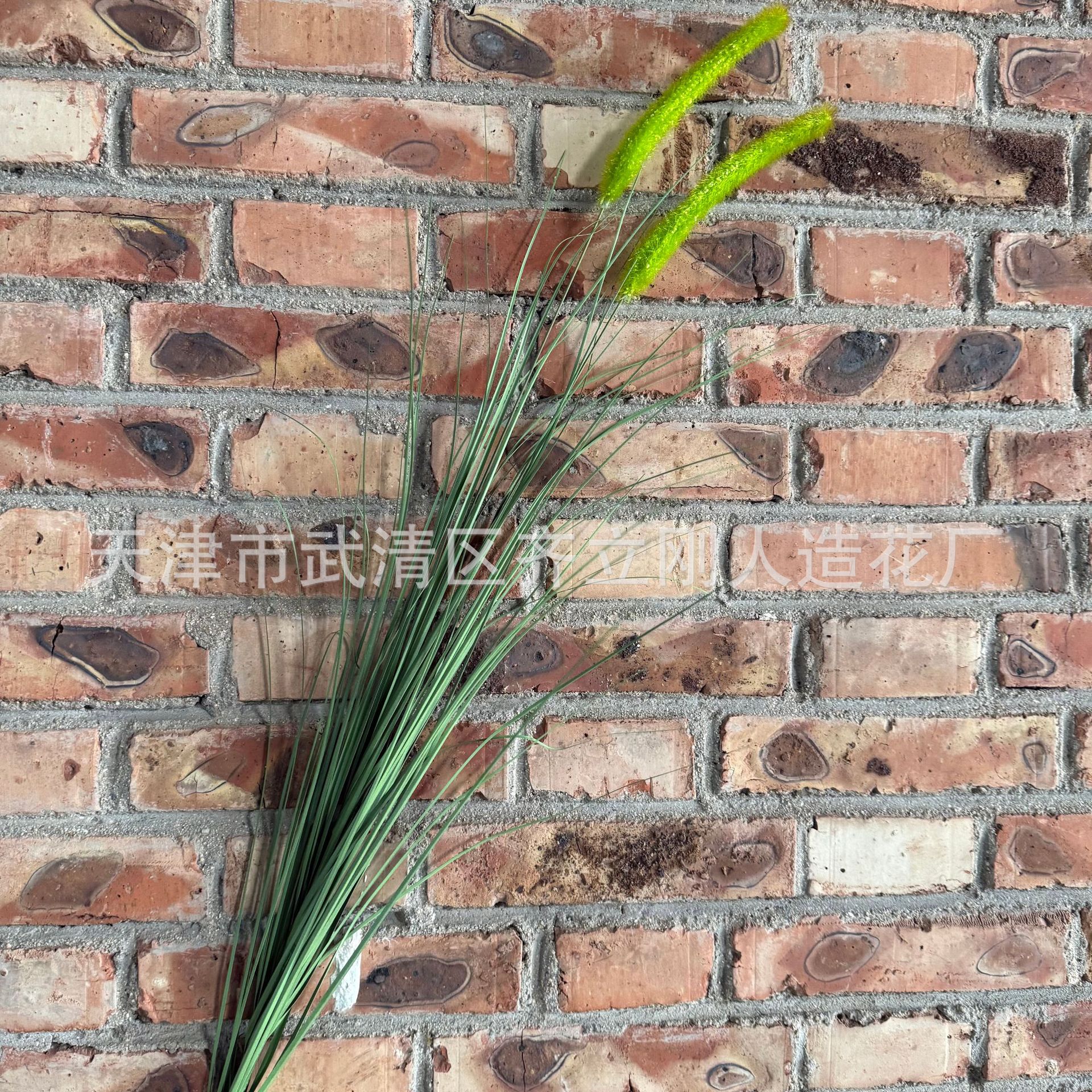 개 꼬리