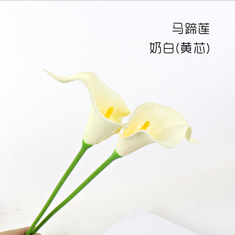 칼라 릴리-밀크 화이트(노란색 코어)