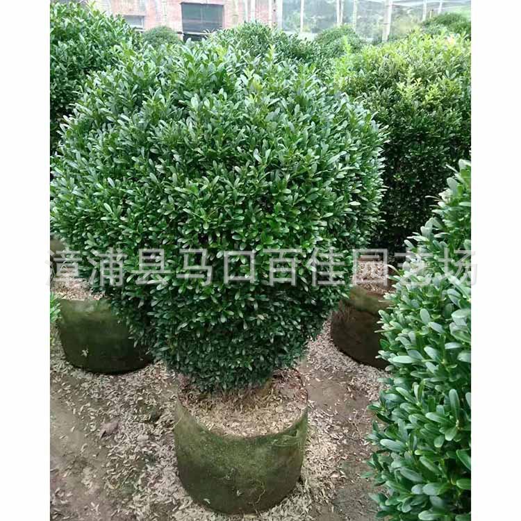 ȸ�������ӻ��СҶ�����򣬸߶�1�ס��۸�150-400