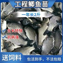 金草鱼 金草鱼品牌 图片 价格 金草鱼批发 阿里巴巴