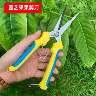 Stainless Steel Gardening Shears, Dragon Fruit Grape Shears, Pruning Shears, Fruit Branch Shears, Garden Fruit Picking Scissors, Gardening Special